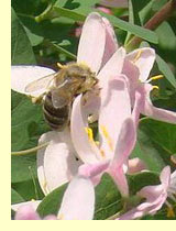 Жимолость обыкновенная (Lonicera xylosteum L.) Жимолость обыкновенная (Lonicera xylosteum L.)